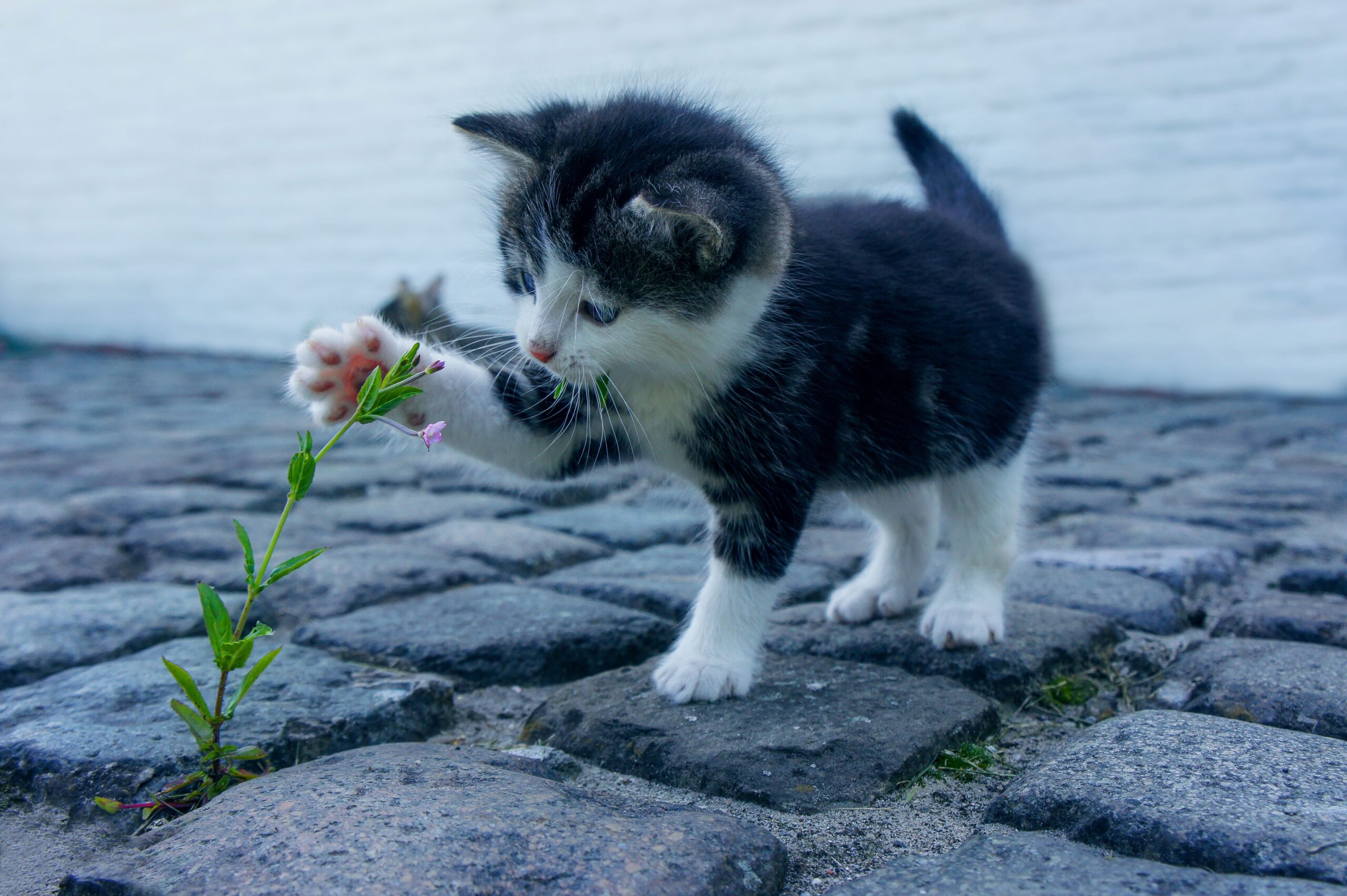 Kitten spielt mit Kräutern - Tierheilpraktikerin NRW