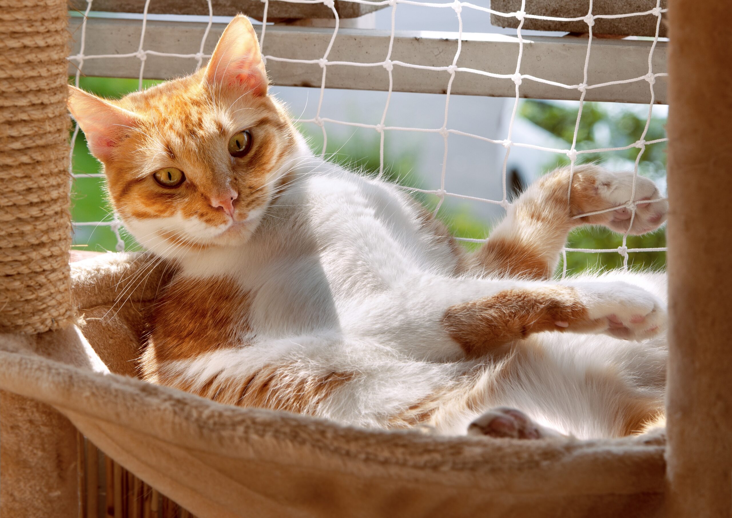 Katze in Liegemulde auf gesichertem Balkon - Tierheilpraktikerin NRW
