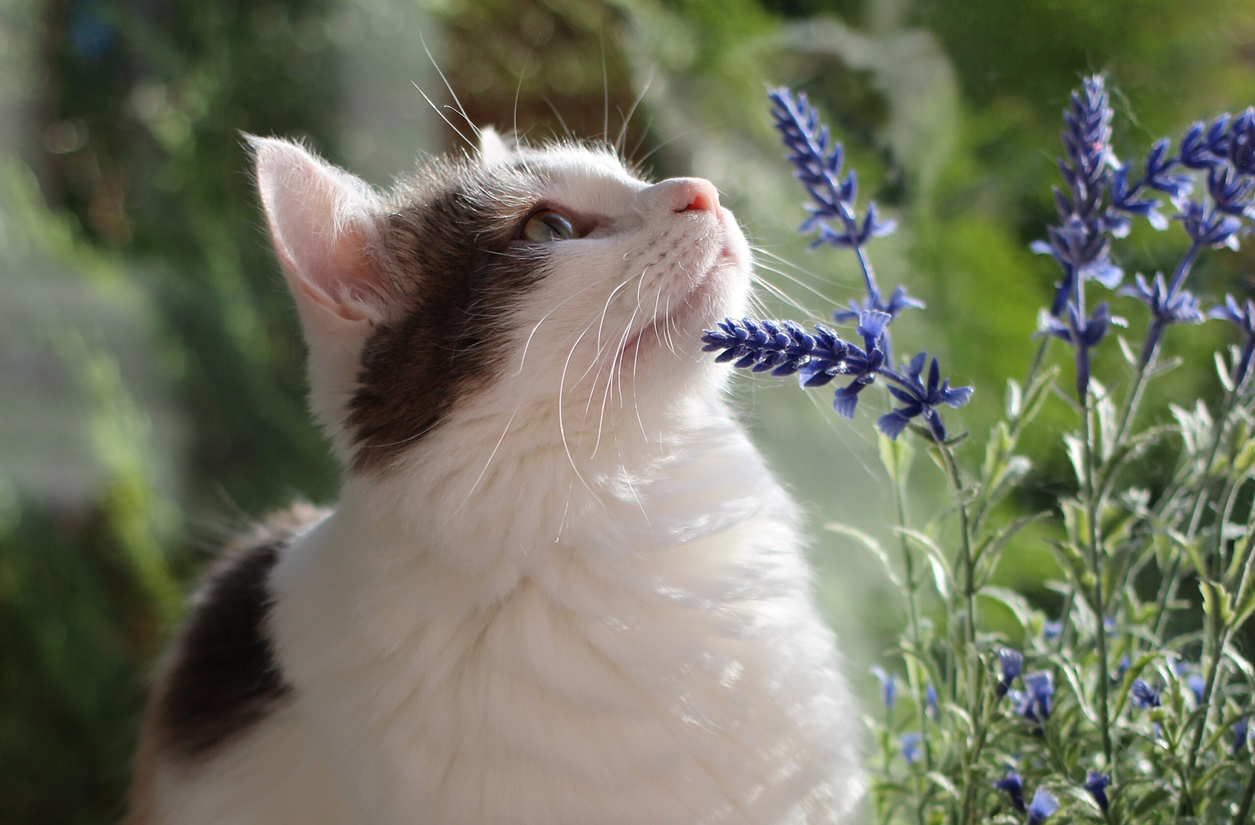 Katze schnuppert an Lavendel - Tierheilpraktikerin NRW
