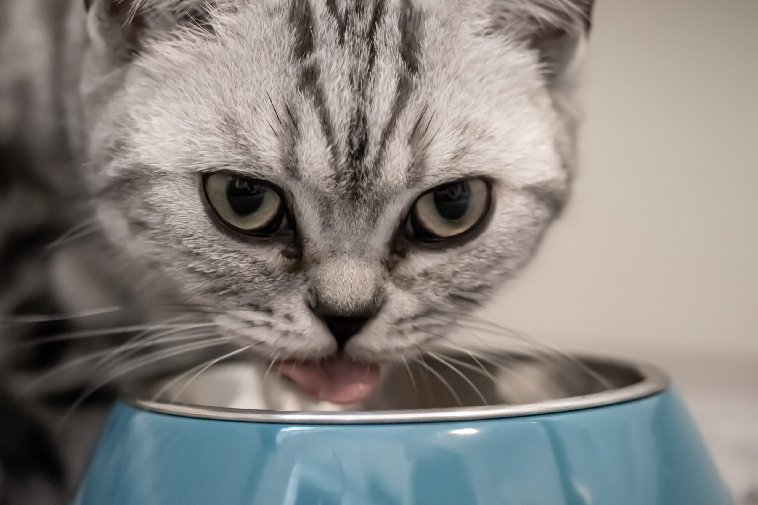 Katze frisst hochwertiges Futter