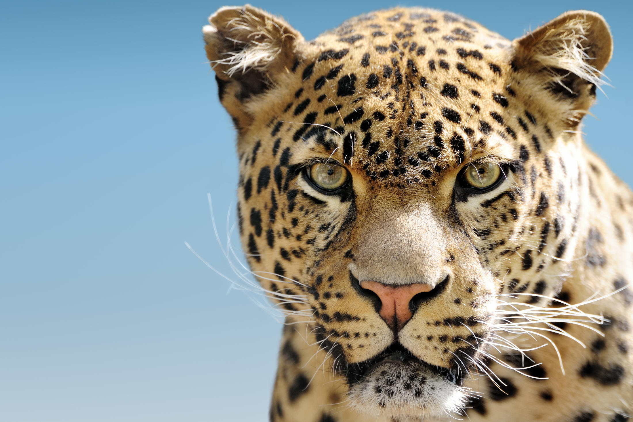 Catpurri Wissensbox Der Leopard